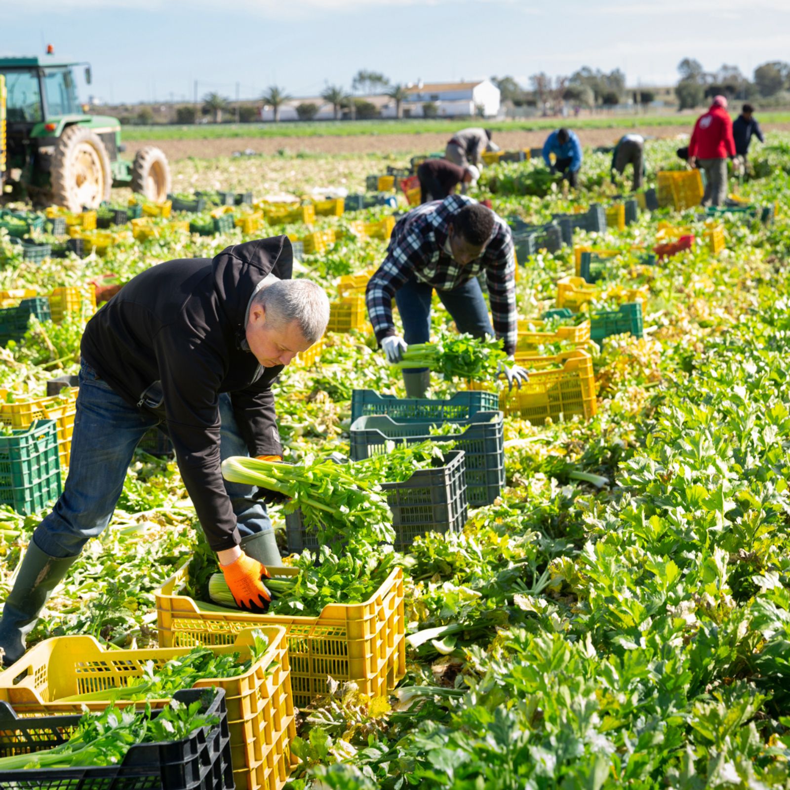 agriculture